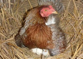 Pourquoi toutes les poules ne couvent pas ?