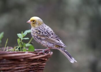 Pourquoi un canari mue ?