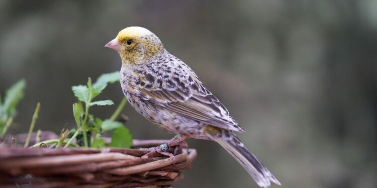 Pourquoi un canari mue ?