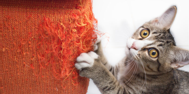 Pourquoi un chat attaque son maître ?