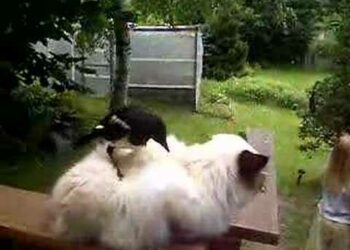 Pourquoi un chat dort à côté de nous ?