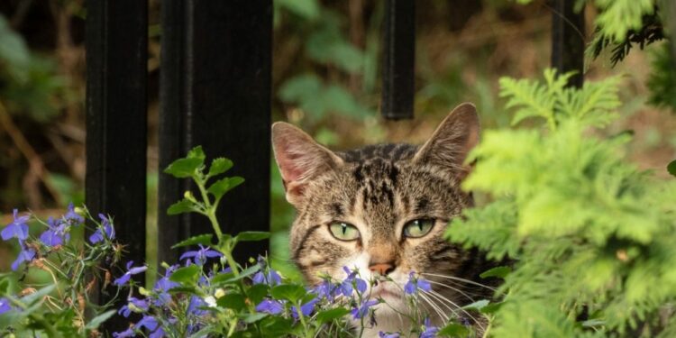 Pourquoi un chat part et ne revient pas ?