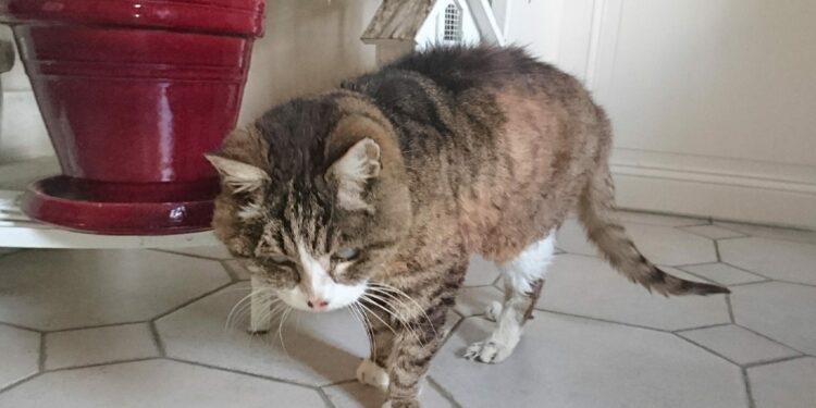 Pourquoi un chat part et ne revient pas ?