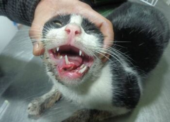 Pourquoi un chat perd ses canines ?