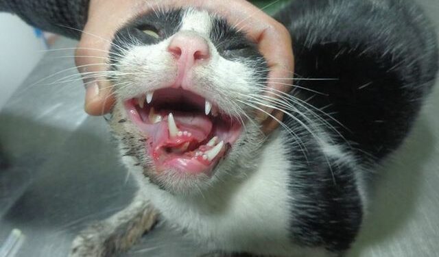 Pourquoi un chat perd ses canines ?