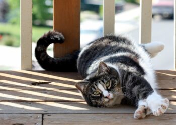 Pourquoi un chaton mord et attaque ?