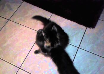 Pourquoi un chaton mord et attaque ?