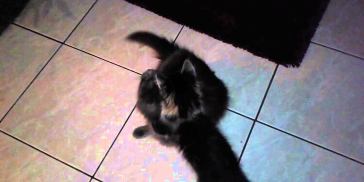 Pourquoi un chaton mord et attaque ?