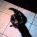 Pourquoi un chaton mord et attaque ?