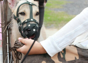 Pourquoi un chien aboie beaucoup ?