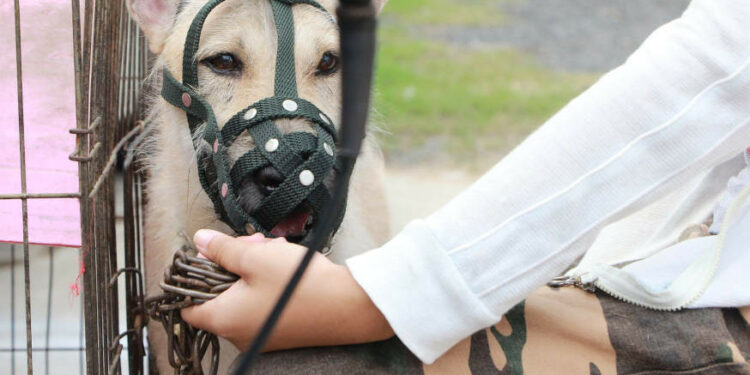 Pourquoi un chien aboie beaucoup ?