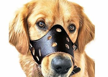 Pourquoi un chien aboie sans raison ?