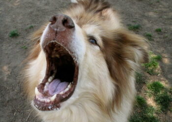 Pourquoi un chien aboie sans raison ?