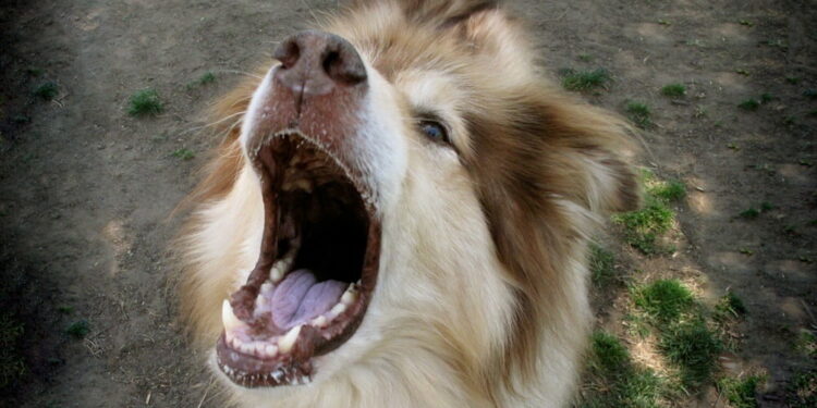 Pourquoi un chien aboie sans raison ?