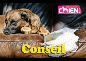Pourquoi un chien détruit ?