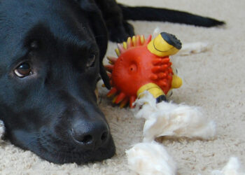 Pourquoi un chien détruit tout ?