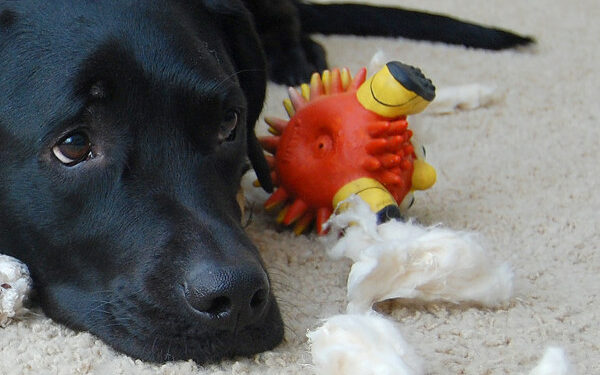 Pourquoi un chien détruit tout ?