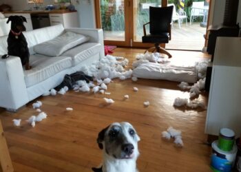 Pourquoi un chien est destructeur ?