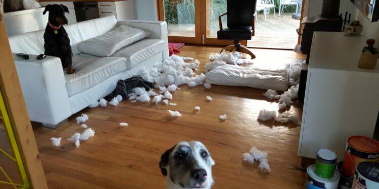 Pourquoi un chien est destructeur ?