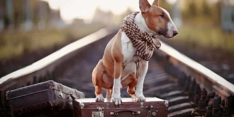 Pourquoi un chien est fugueur ?