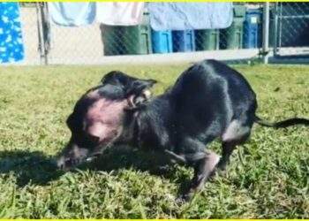 Pourquoi un chien mange sa couverture ?