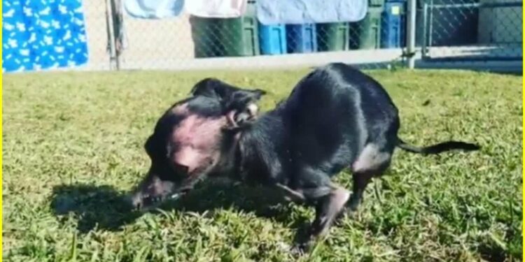 Pourquoi un chien mange sa couverture ?