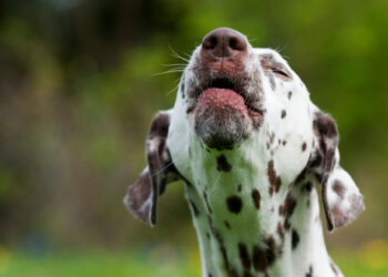 Pourquoi un chien n'arrête pas d'aboyer ?