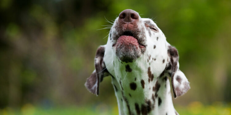 Pourquoi un chien n'arrête pas d'aboyer ?