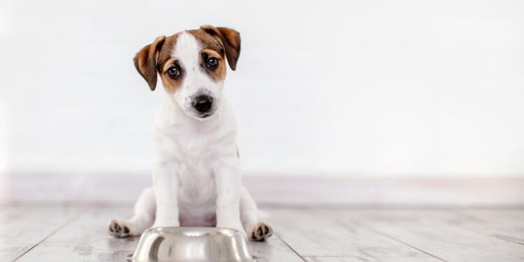 Pourquoi un chien ne veut plus manger ses croquettes ?