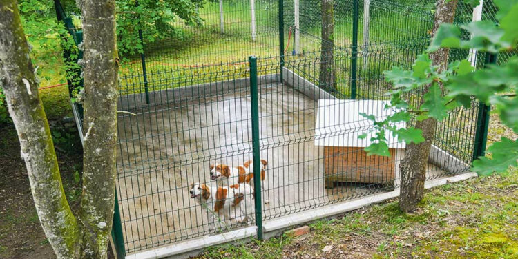 Pourquoi un chien pleure dans sa cage ?