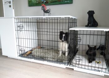 Pourquoi un chien pleure dans sa cage ?