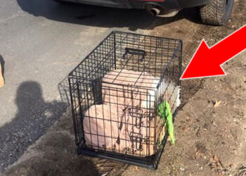 Pourquoi un chien pleure dans sa cage ?