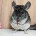 Pourquoi un chinchilla pleure ?