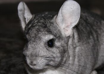 Pourquoi un chinchilla pleure ?