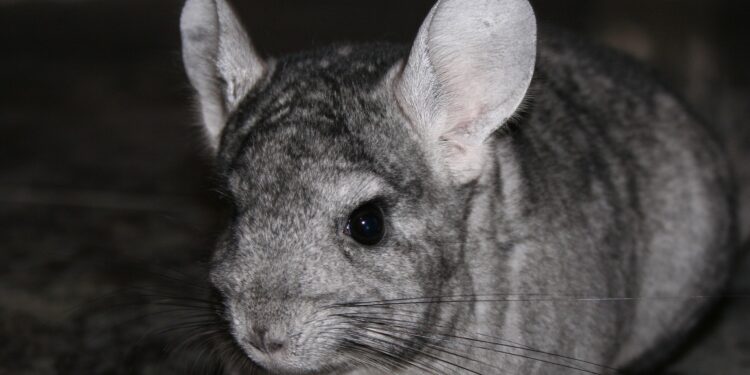 Pourquoi un chinchilla pleure ?