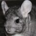 Pourquoi un chinchilla pleure ?