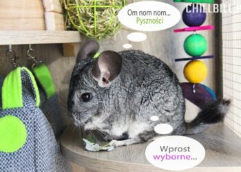Pourquoi un chinchilla pleure ?