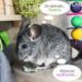 Pourquoi un chinchilla pleure ?