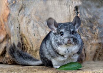Pourquoi un chinchilla pleure ?