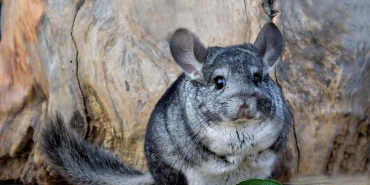 Pourquoi un chinchilla pleure ?