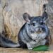 Pourquoi un chinchilla pleure ?