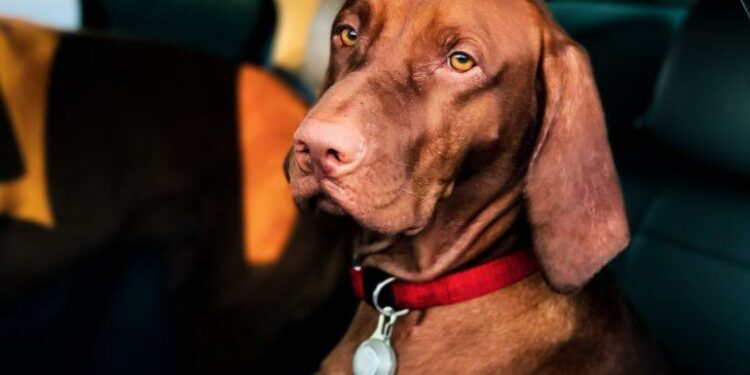 Pourquoi un chiot bave en voiture ?