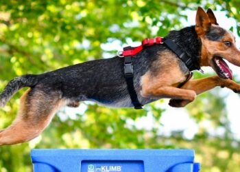 Pourquoi un chiot ne doit pas trop marcher ?