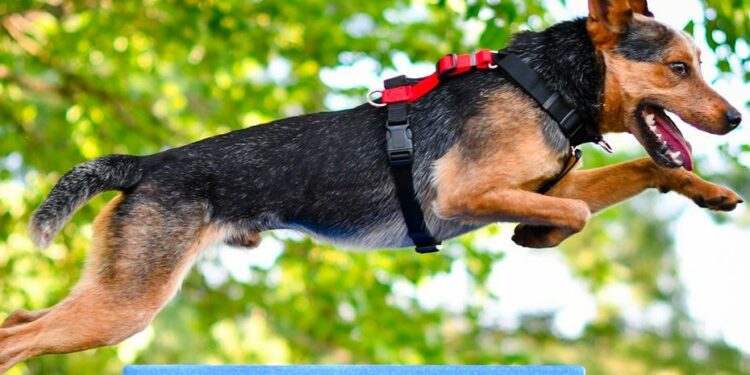 Pourquoi un chiot ne doit pas trop marcher ?