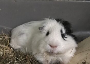 Pourquoi un cochon d'Inde mange tout le temps ?