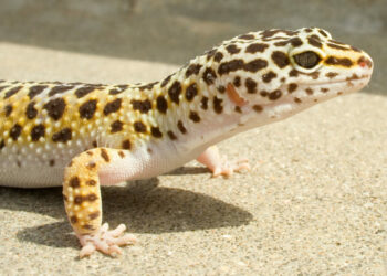 Pourquoi un gecko mord ?