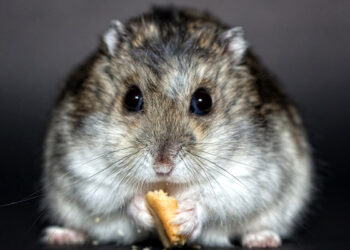 Pourquoi un hamster russe crie ?