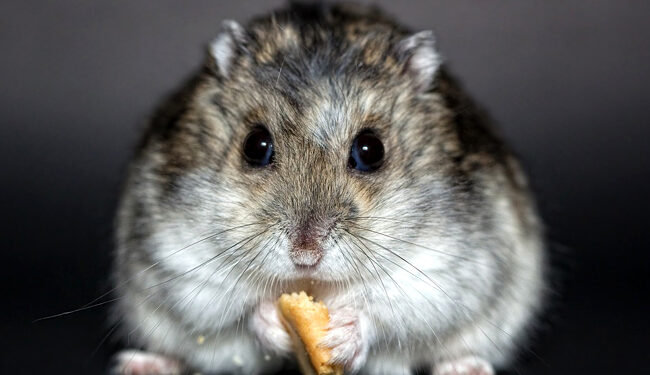 Pourquoi un hamster russe crie ?