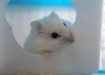 Pourquoi un hamster russe crie ?