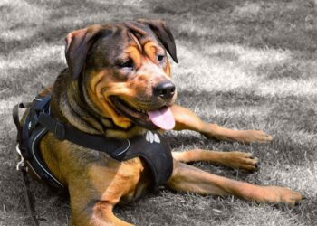 Pourquoi un harnais anti traction ?